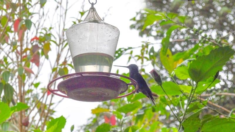 Search for the Best Automatic Water Feeder for Birds Here