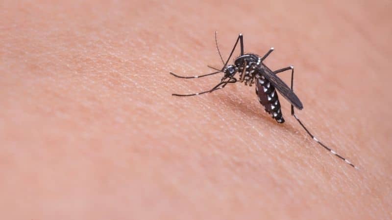 Best Mosquito Killer Spray in India – Prevents Painful Bites